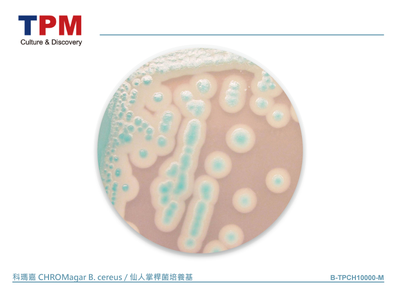 科瑪嘉 CHROMagar B. cereus / 仙人掌桿菌培養基