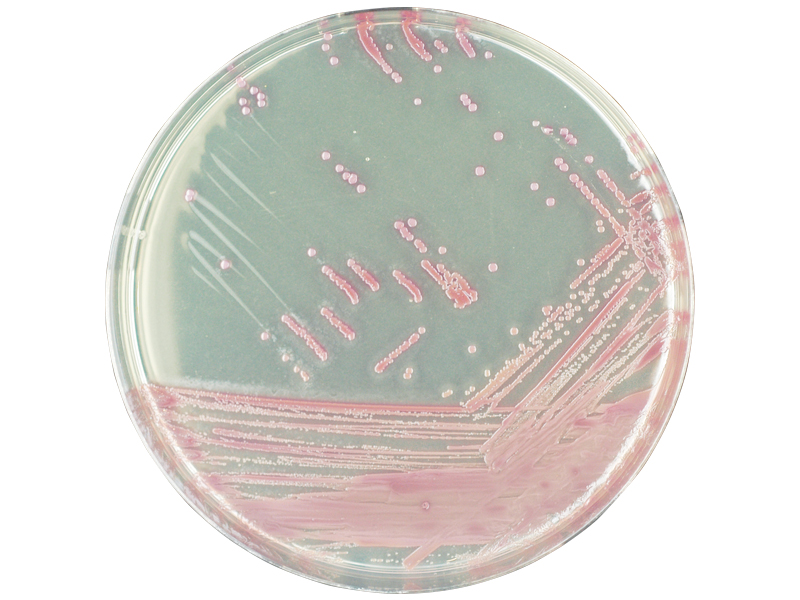 科瑪嘉 CHROMagar MRSA 培養基