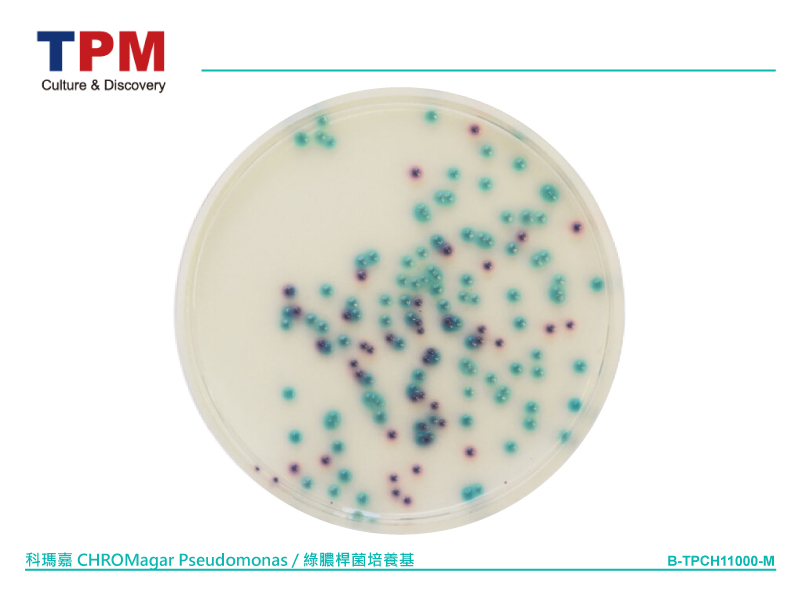 科瑪嘉 CHROMagar Pseudomonas / 綠膿桿菌培養基