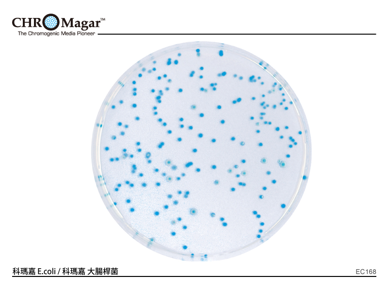 科瑪嘉 E.coli　　　　　　　 / 科瑪嘉 大腸桿菌