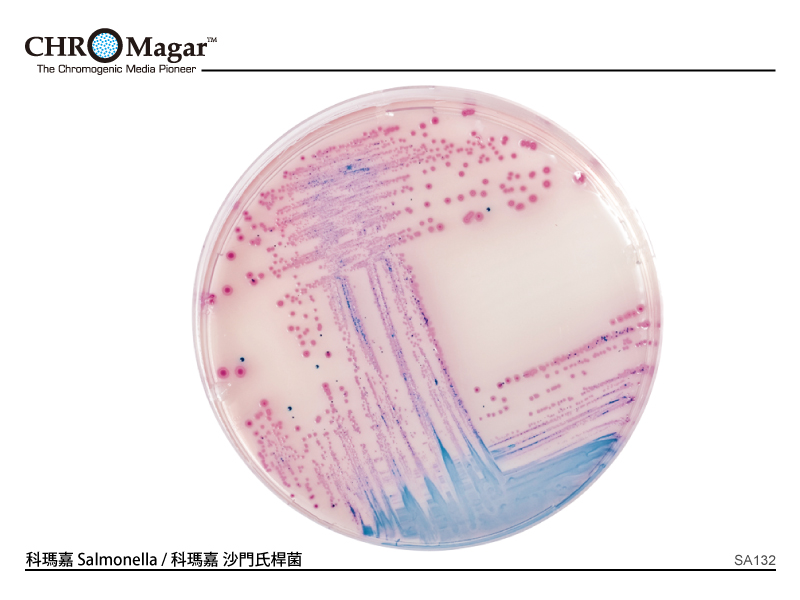 科瑪嘉 Salmonella　　  / 科瑪嘉 沙門氏桿菌