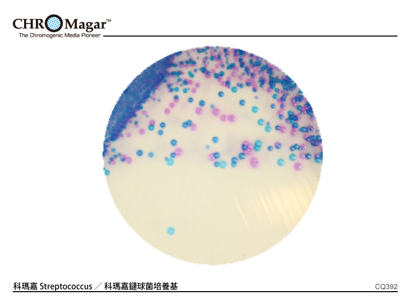 科瑪嘉 Streptococcus ／ 科瑪嘉鏈球菌培養基