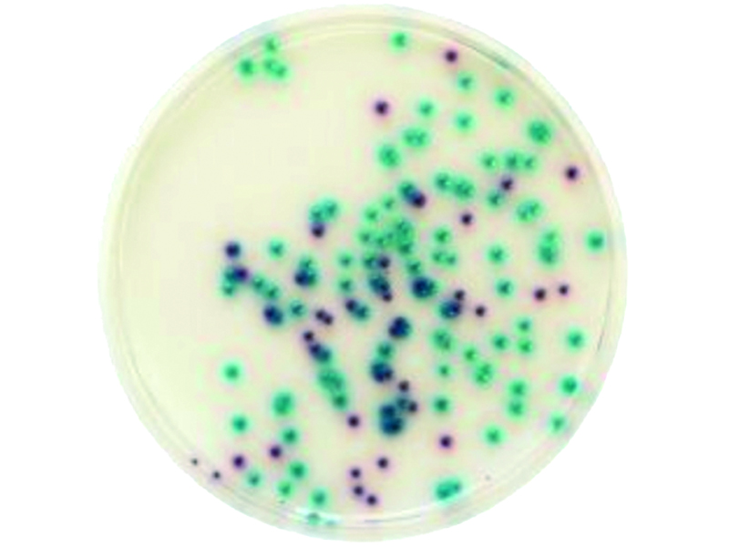 科瑪嘉 Pseudomonas　　 / 科瑪嘉 綠膿桿菌