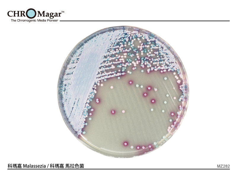 科瑪嘉 Malassezia　              　/ 科瑪嘉 馬拉色菌