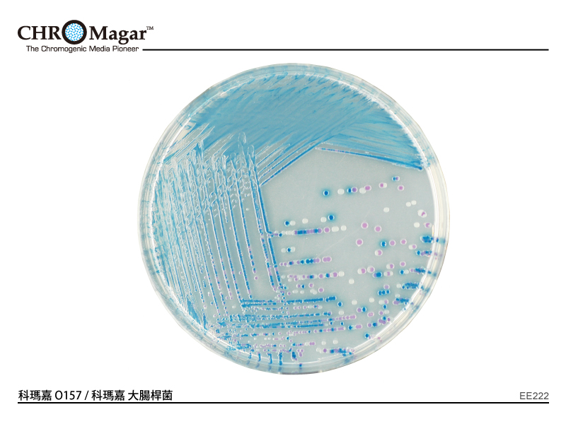 科瑪嘉 O157　　     　　 / 科瑪嘉 大腸桿菌