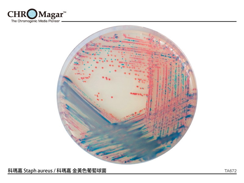 科瑪嘉 Staph aureus / 科瑪嘉 金黃色葡萄球菌