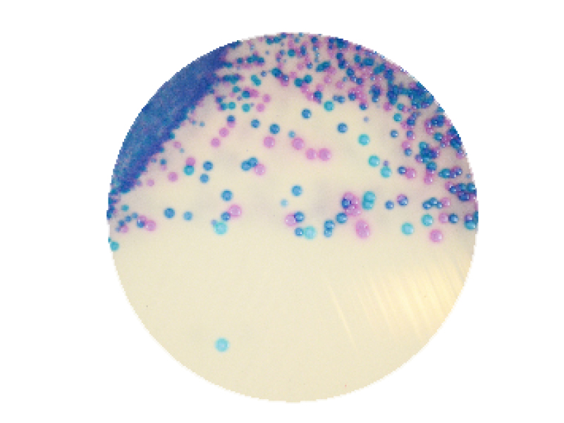 科瑪嘉 Streptococcus　　 / 科瑪嘉 鏈球菌